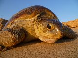 Foto: Oman: the Native Shore of Turtles
